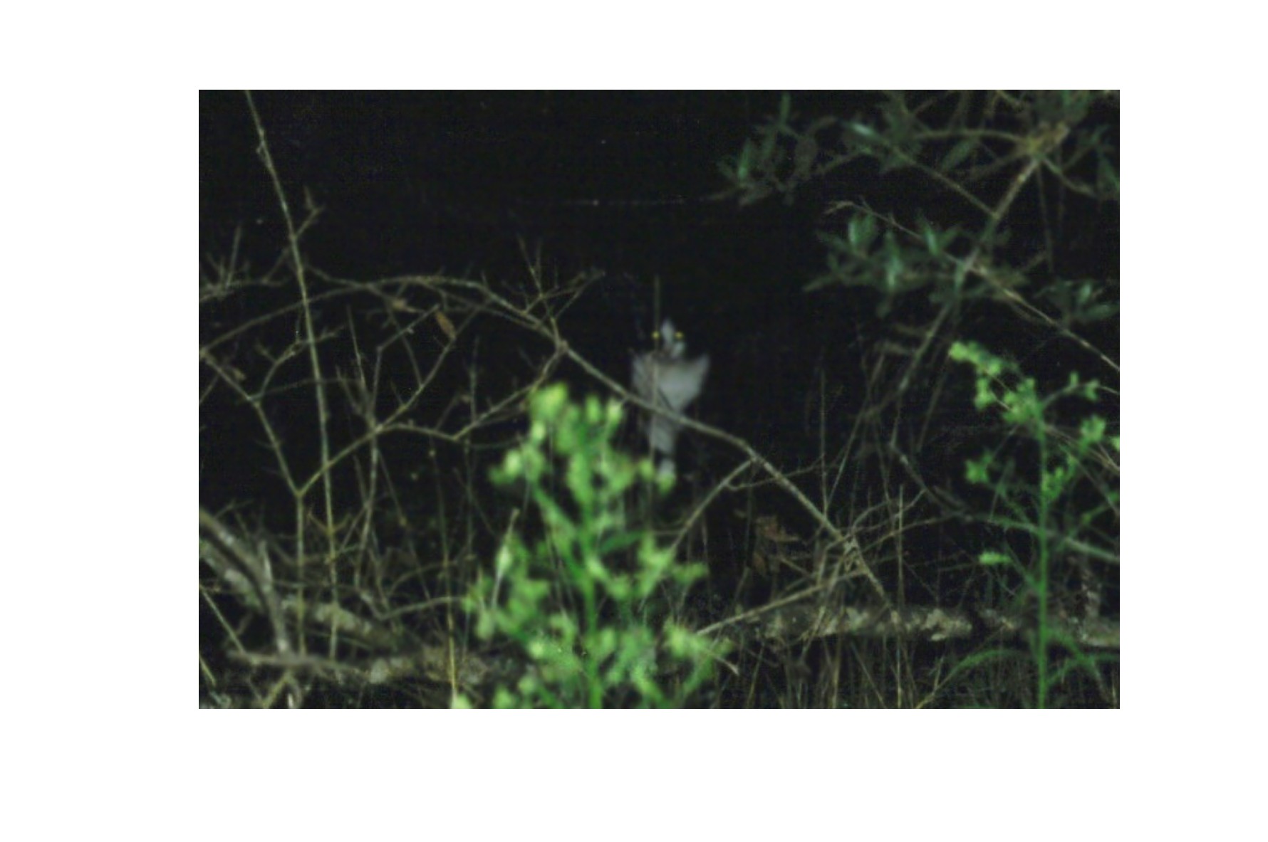 la pantera di castel fusano. mesi f